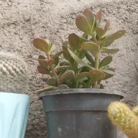 گل وگیاه هاه زیبا برای خانه ی زیبا