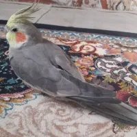 عروس هلندی نر سخن گو حراف