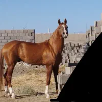 سلام اسب ترکمن سن۴