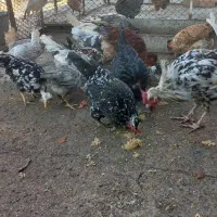 تخم مرغ نطفه دارگلین|حیوانات مزرعه|کرج, اخترآباد|دیوار