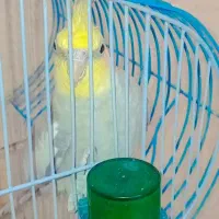 عروس هلندی سخن گو