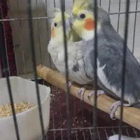 عروس هلندی جفت