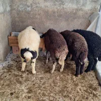 فروش بره افشار و ترکمن