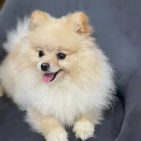 سگ پامر
