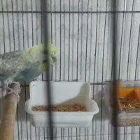 مرغ عشق رینبو|پرنده|ملارد, |دیوار