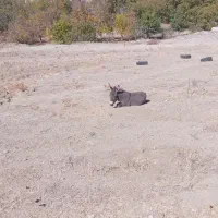 کره خر ۵ ماهه ماده