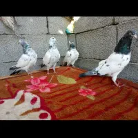 کبوتر فکیر گل|پرنده|چابهار, |دیوار