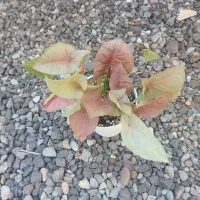 زیبای منزل با گلهای  طبیعی