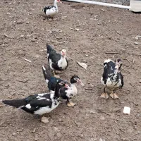 ۷ عدد اردک اسرائیلی
