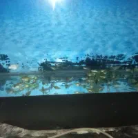 ماهی گوپی مولد کلی و جزئی|ماهی|کاشمر, |دیوار