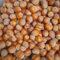 فندق|خوردنی و آشامیدنی|لاهیجان, کوی زمانی|دیوار