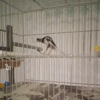 قناری کشیده بلند نر|پرنده|شهرضا, |دیوار