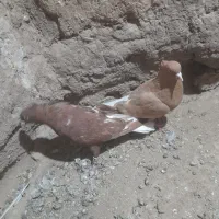 کبوتر|پرنده|طاغنکوه, |دیوار