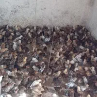 عرضه مستقیم جوجه مرغ و خروس