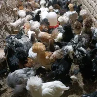 جوجه و نیمچه سلطان پولند و.