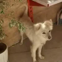 سگ اشپیتز پیدا شده