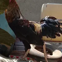 خروس
