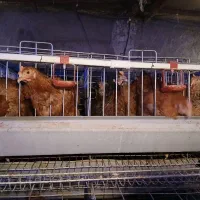 نیمچه مرغ محلی تخمگذارتعداد وتک وقفس منبری