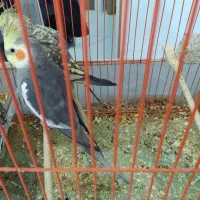 عروس هلندی جفت ۴تخم