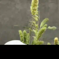 راهنمای واس گردش