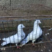 ۱۶ عدد کبوتر پرشی