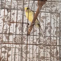 قناری|پرنده|منجیل, |دیوار