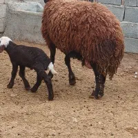 شیشک زایده بره نر هترو ژندار