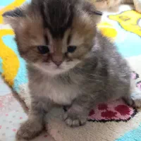 گربه اسکاتیش ۳ عدد