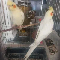 فروش یک جفت عروس هلندی|پرنده|شیراز, سایت اداری|دیوار