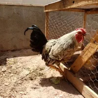 خروس