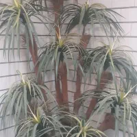درختچه نخل ۱۰ شاخه