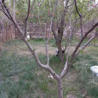 باغ واقع در شهریار