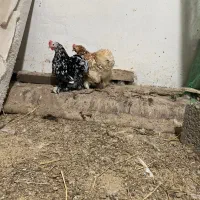 مرغ کوشین|حیوانات مزرعه|لنگرود, |دیوار