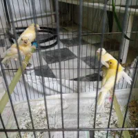 پرنده.قناری|پرنده|خوانسار, |دیوار