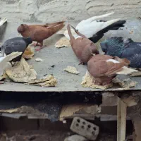 پرنده|پرنده|خرمشهر, |دیوار