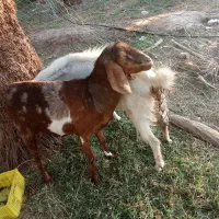 گوسفند رشتی|حیوانات مزرعه|نگین کویر, |دیوار