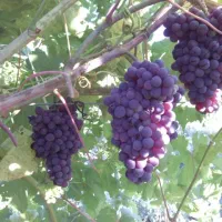 نهال های تضمین شده پر بارده|خدمات باغبانی و درختکاری|قیدار, |دیوار