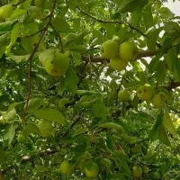 سیب ترش آبدار|خوردنی و آشامیدنی|تهران, حر|دیوار