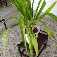 دو عدد گل سوسن عنکبوتی در یک گلدان