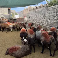 27.راس. میش آبستن بره دار