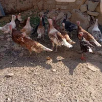 بوقلمون محلی کاملا ارگانیک و سالم