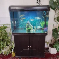 آکواریوم خارجی شیشه خم با میز mdf و ماهی کوی