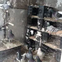 کبوتر پلاکی و رنگی