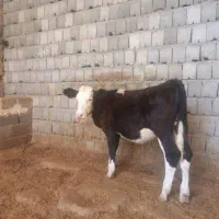 گوساله سمینتال ماده|حیوانات مزرعه|بروجن, |دیوار
