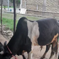 ورزا پرواری محلی|حیوانات مزرعه|سیاهکل, |دیوار