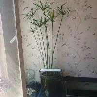 ماهی و گیاه