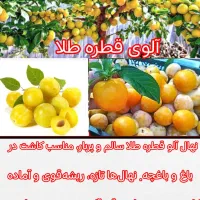 ۱۷رقم نهال با کمترین قیمت بازار