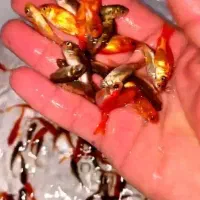 ماهی قرمز شارژ شد