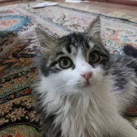 گربه نژاد سیبری|گربه|تربت‌حیدریه, داروپخش|دیوار