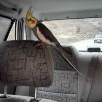 گمشده|حیوانات|چالوس, |دیوار